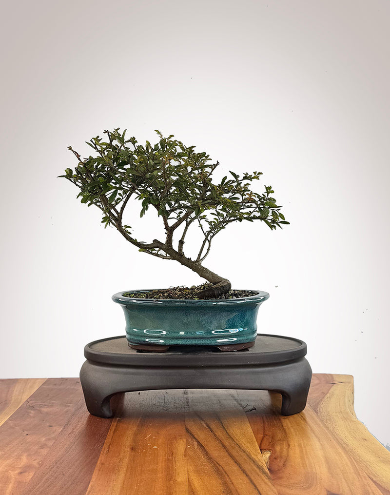 Chinese Elm (CE2609002)