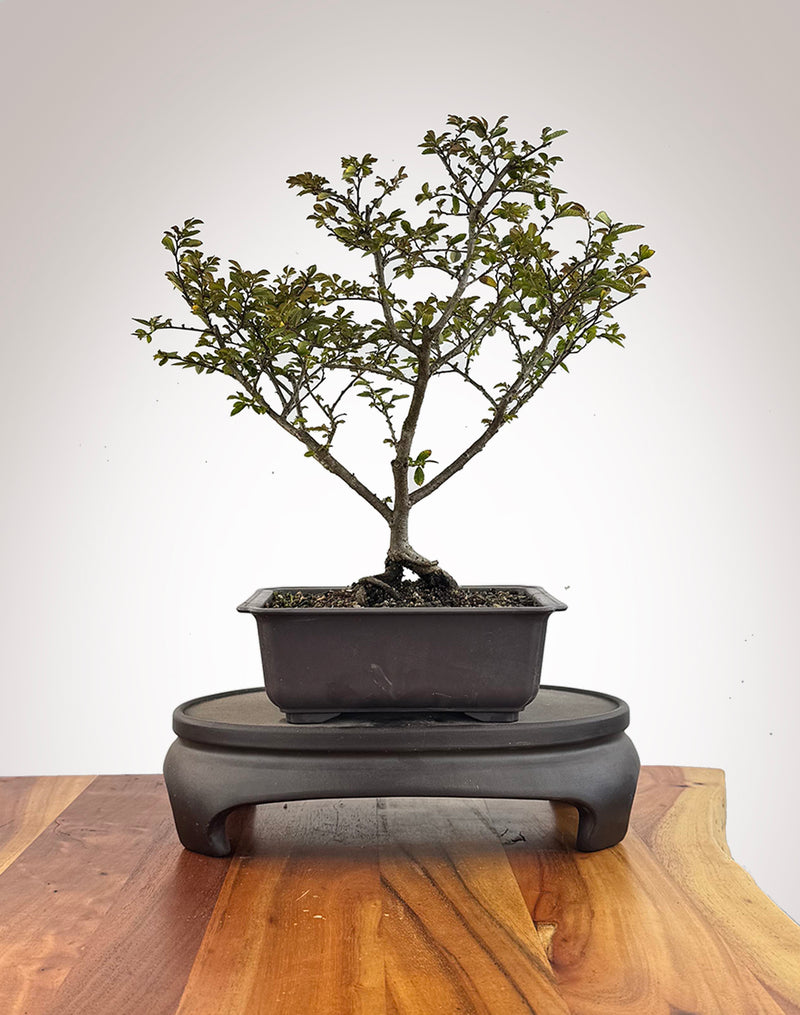 Chinese Elm (CE2609003)