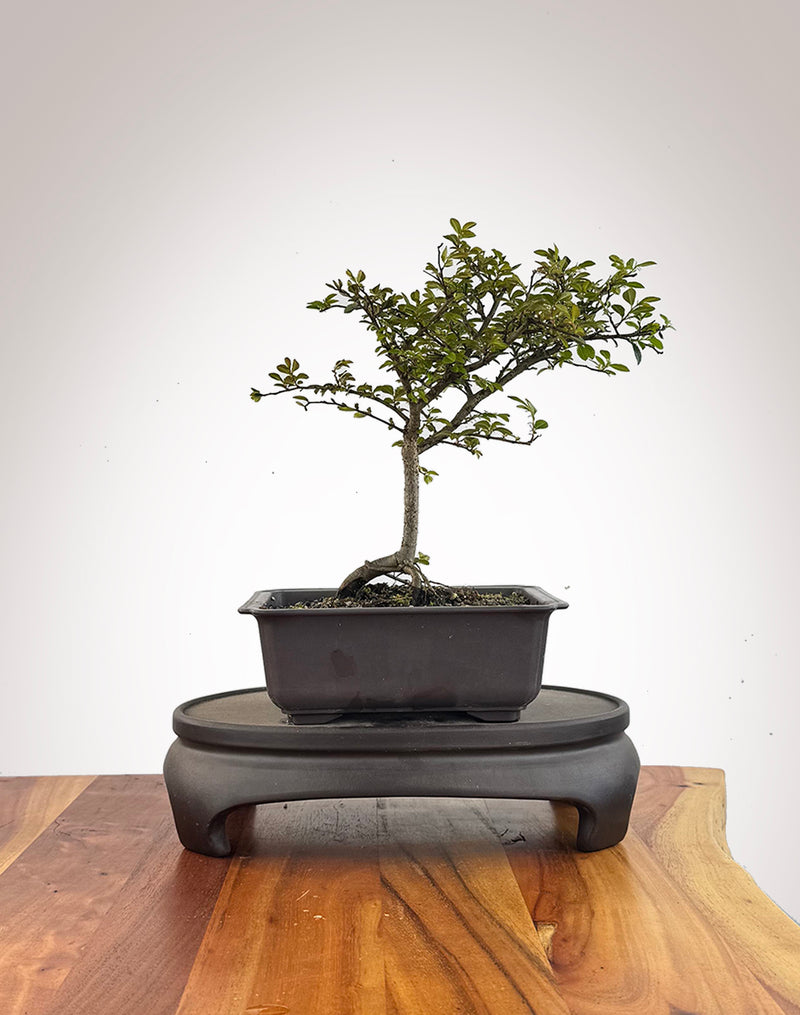 Chinese Elm (CE2609005)