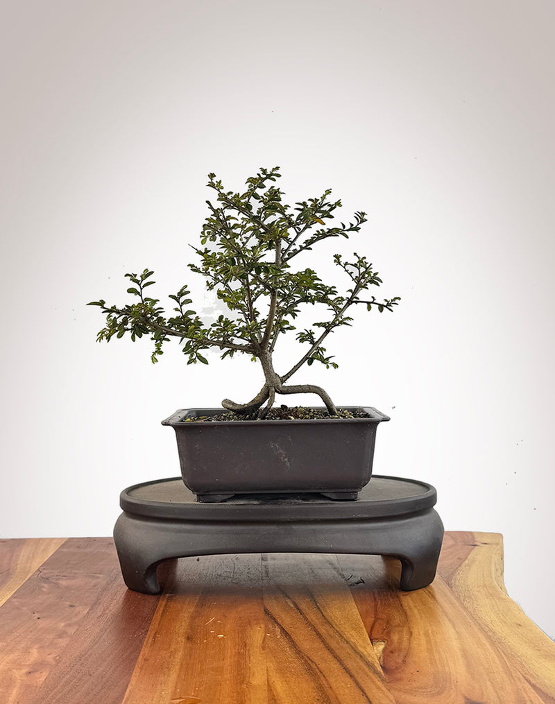 Chinese Elm (CE2609006)