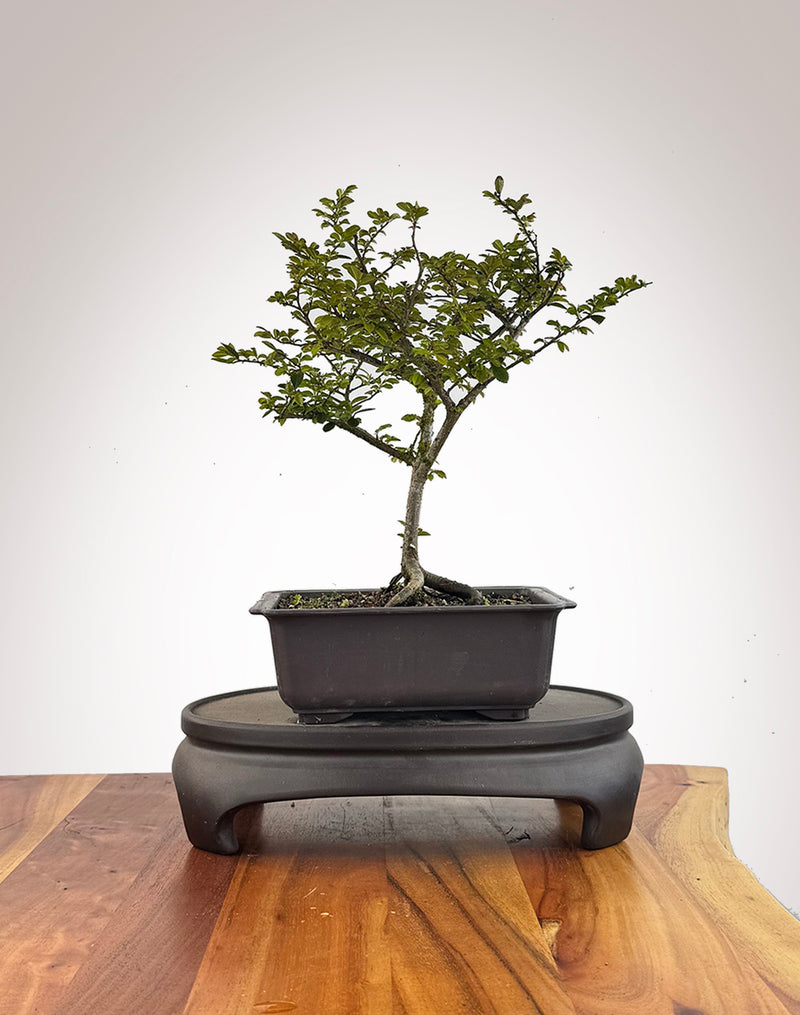 Chinese Elm (CE2609009)