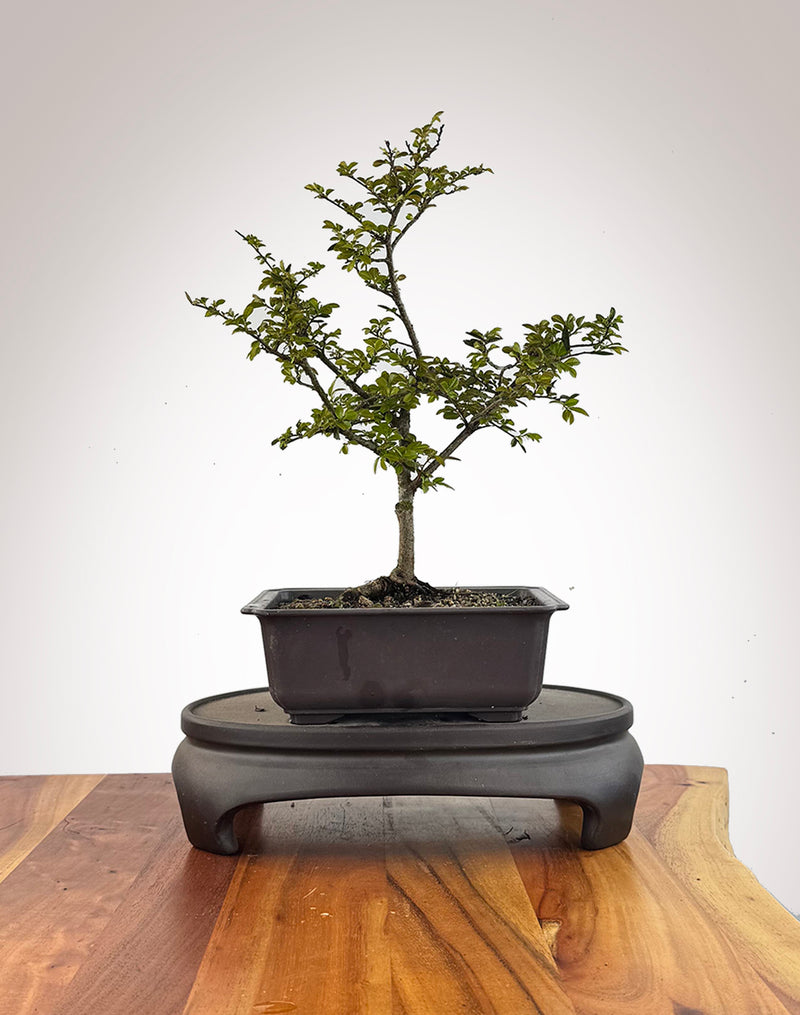 Chinese Elm (CE2609010)