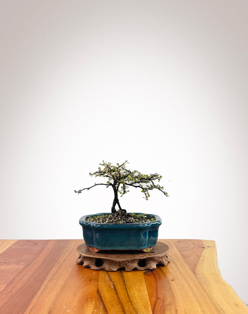 Corokia - NZ Native (2509002)