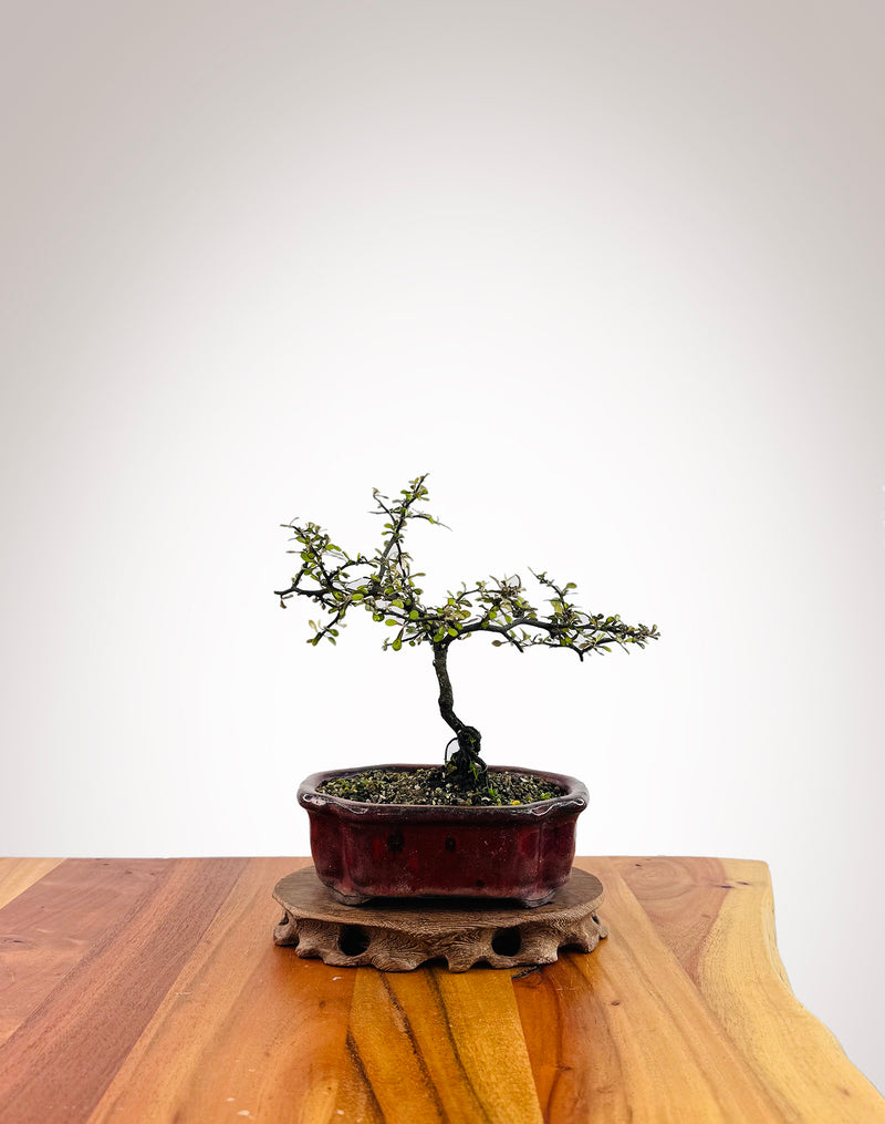 Corokia - NZ Native (2509003)
