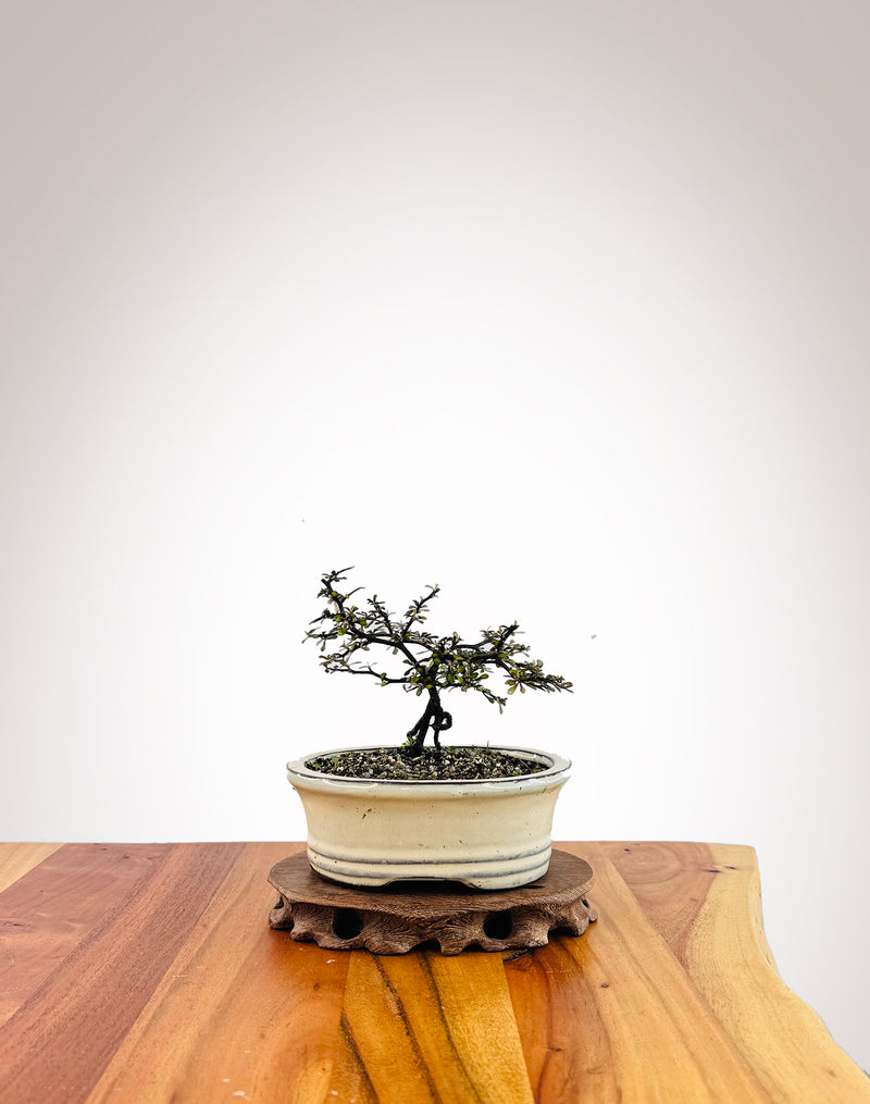 Corokia - NZ Native (2509004)