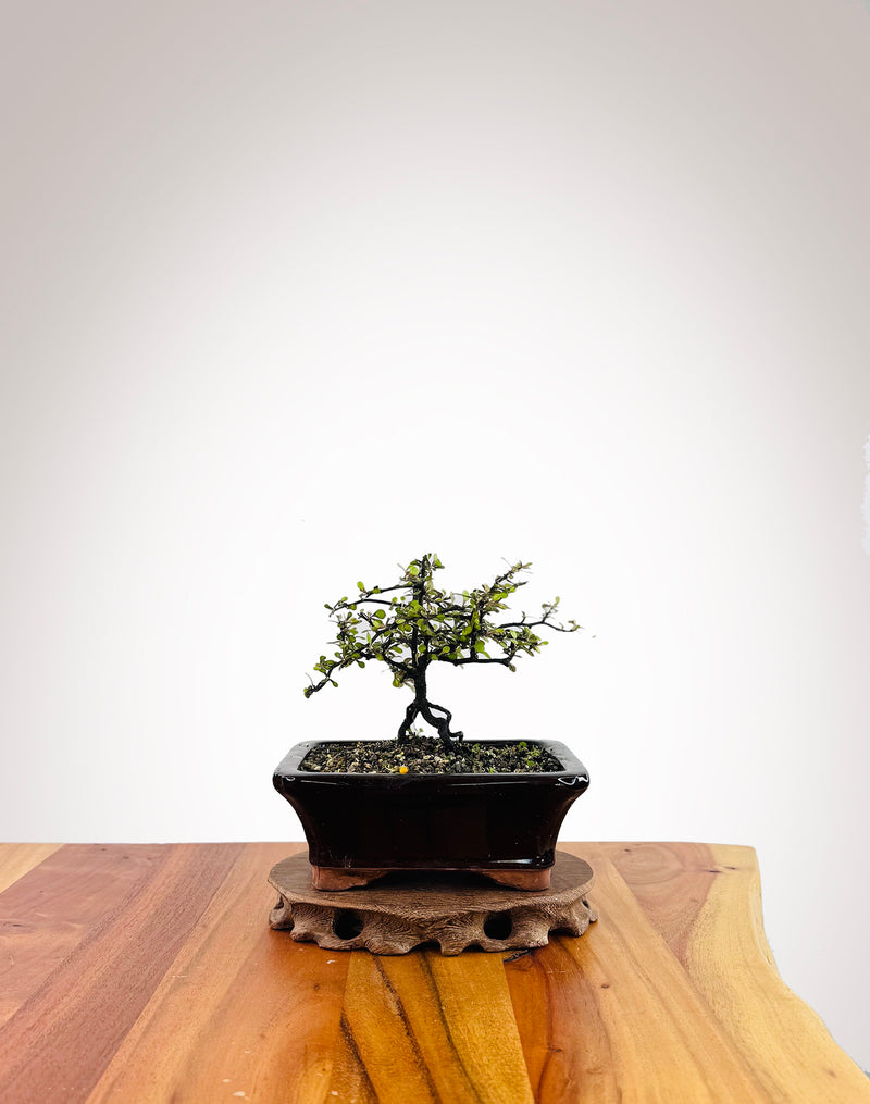 Corokia - NZ Native (2509005)