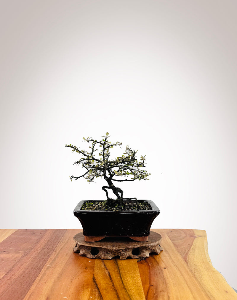 Corokia - NZ Native (2509006)