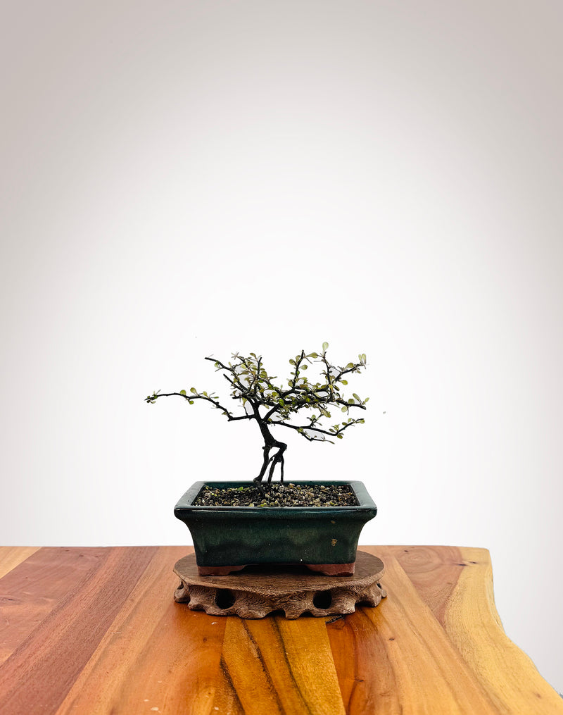Corokia - NZ Native (2509008)
