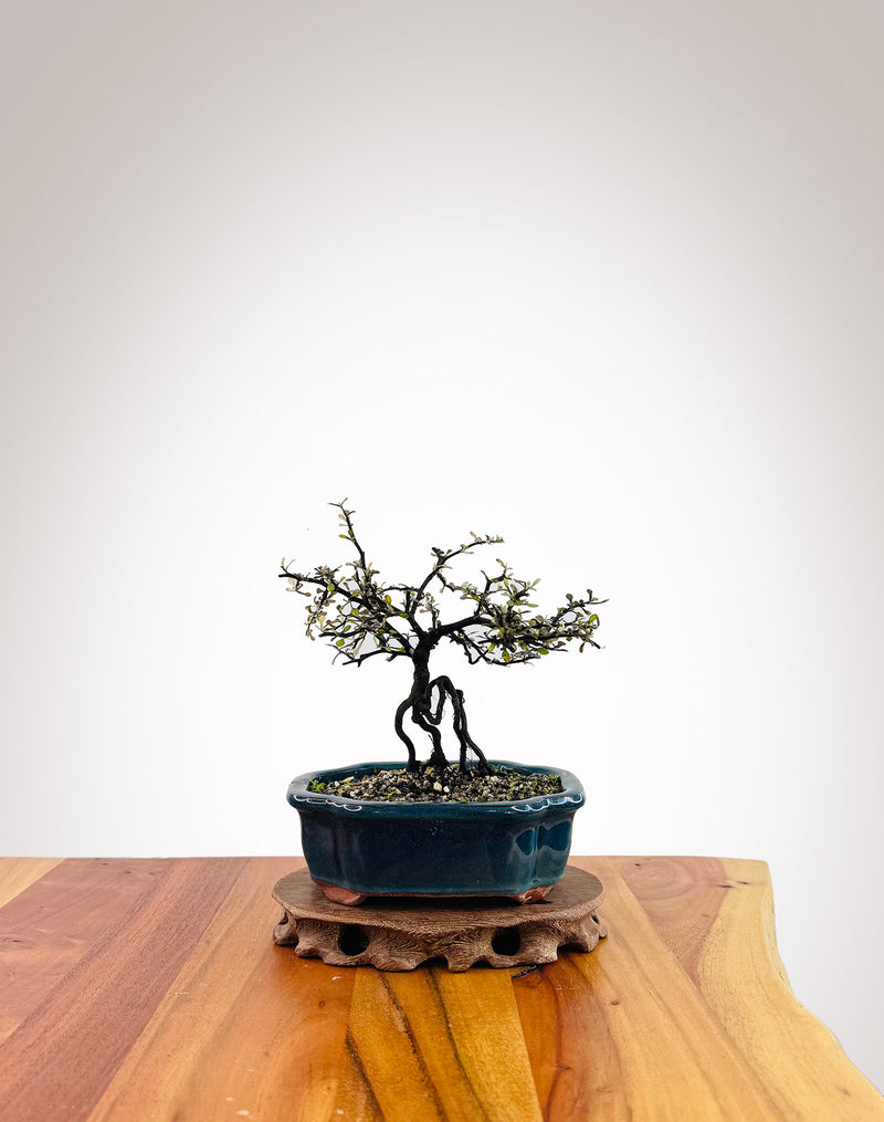 Corokia - NZ Native (2509009)
