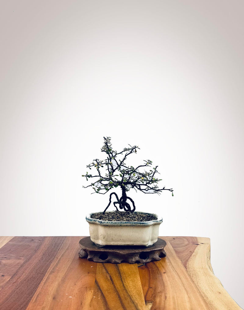 Corokia - NZ Native (2510001)