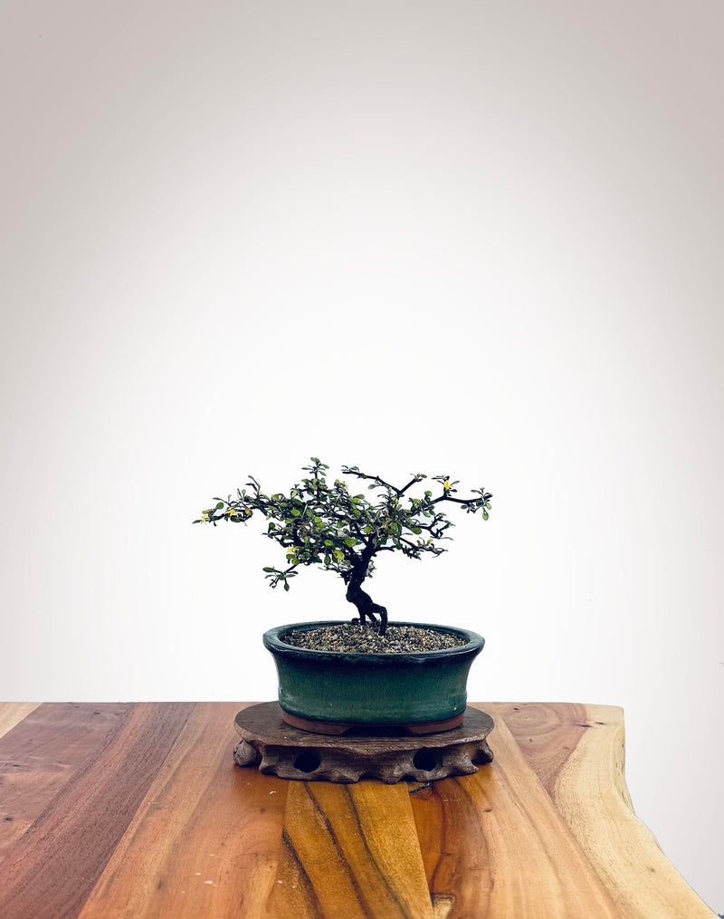 Corokia - NZ Native (2510005)