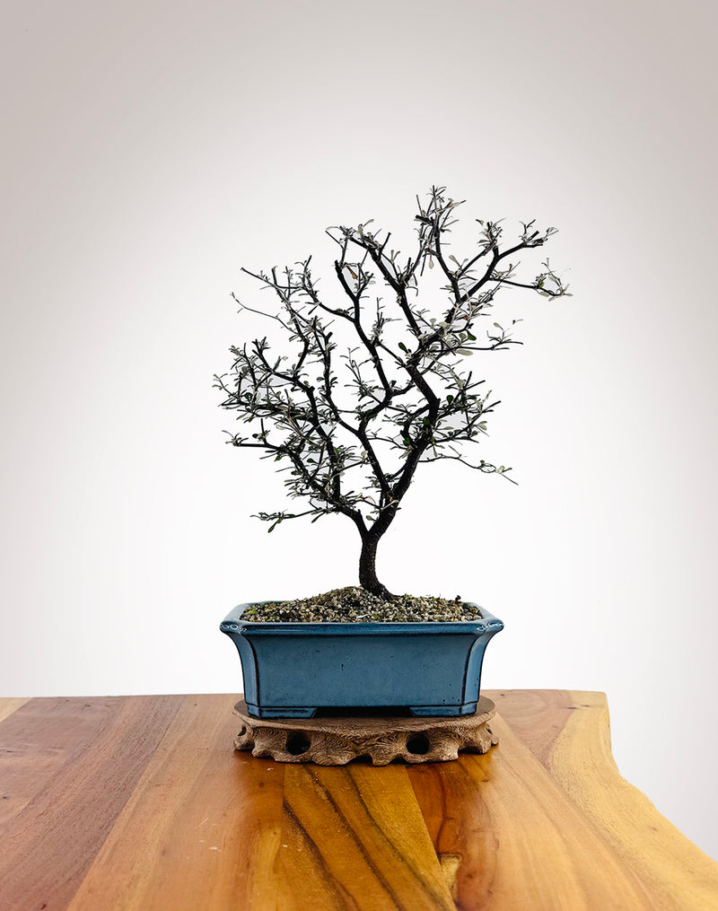 Corokia (CK2604003) - MiniGardens Bonsai New Zealand