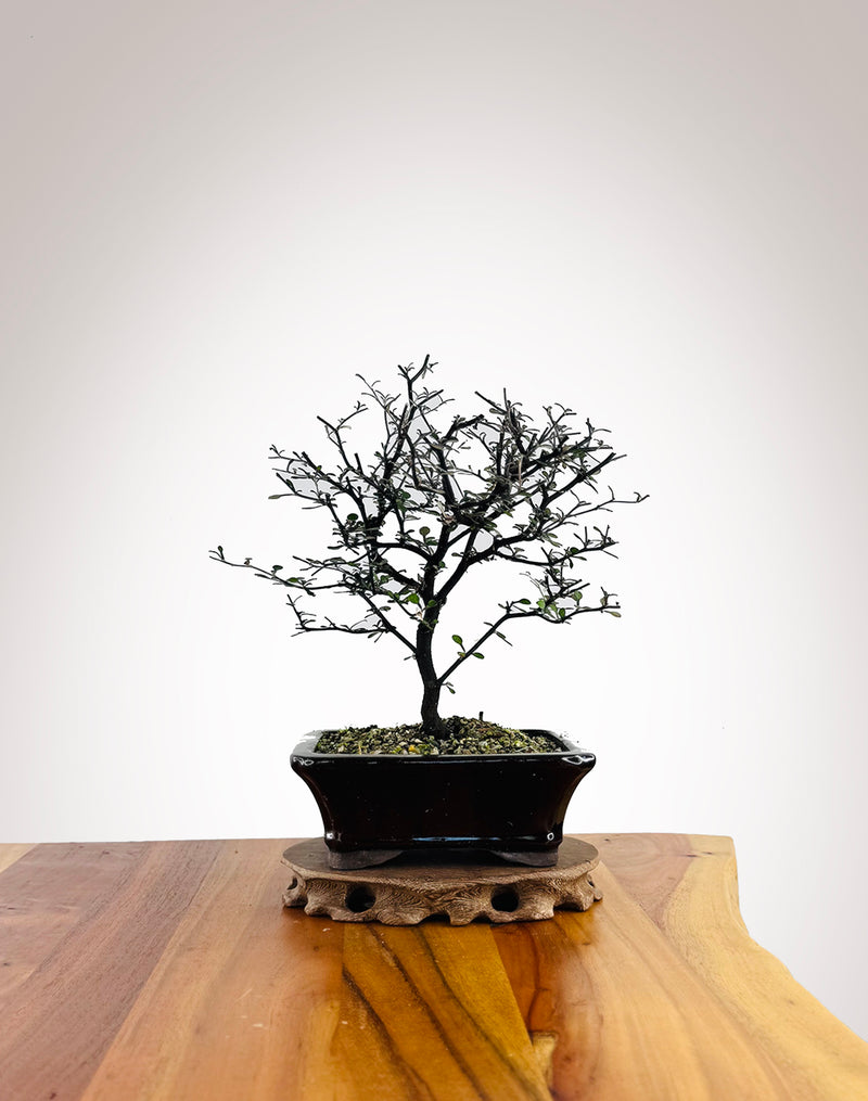 Corokia (CK2604006) - MiniGardens Bonsai New Zealand