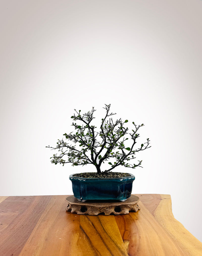 Corokia (CK2604009) - MiniGardens Bonsai New Zealand
