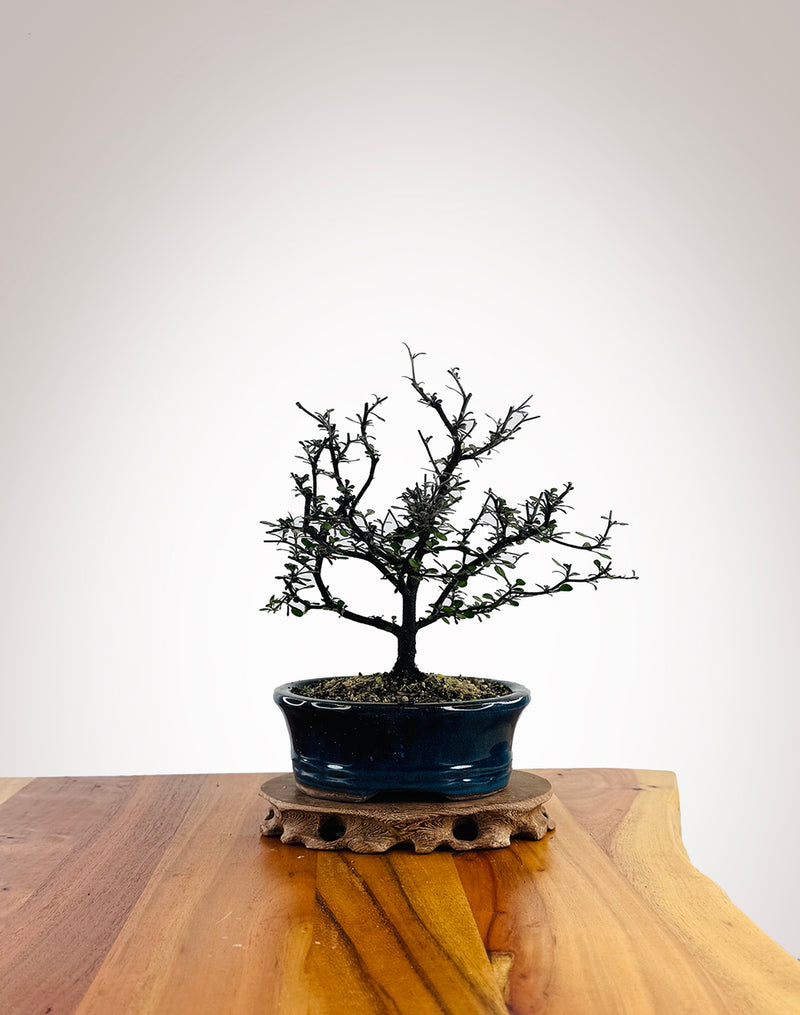 Corokia (CK2604011) - MiniGardens Bonsai New Zealand