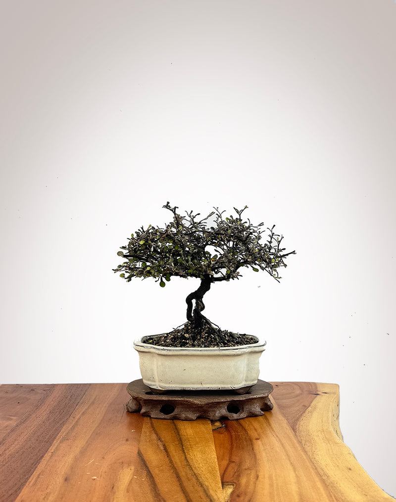 Corokia (CK2609002)