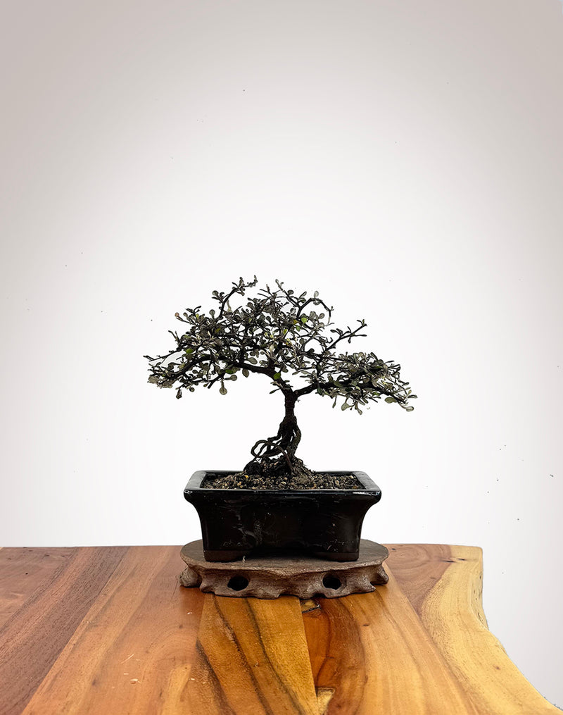 Corokia (CK2609003)