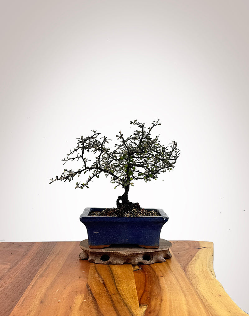 Corokia (CK2609004)
