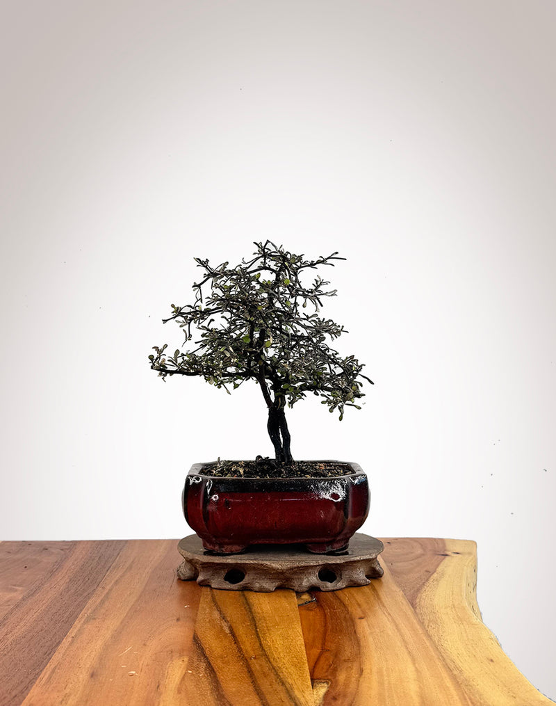 Corokia (CK2609005)