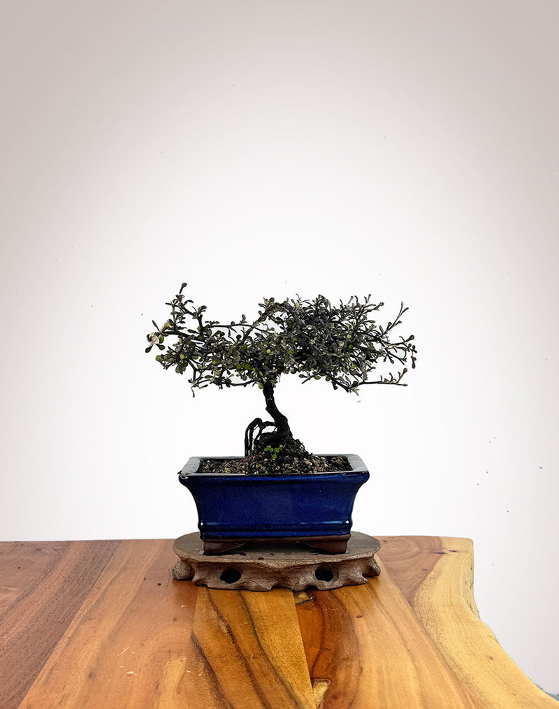 Corokia (CK2609010)