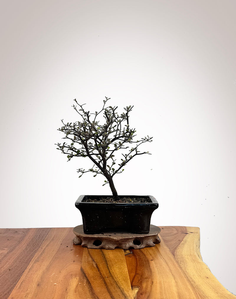 Corokia (CK2609011)