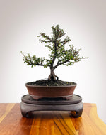 Cotoneaster (CT2501001)