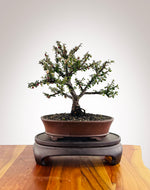 Cotoneaster (CT2501002)