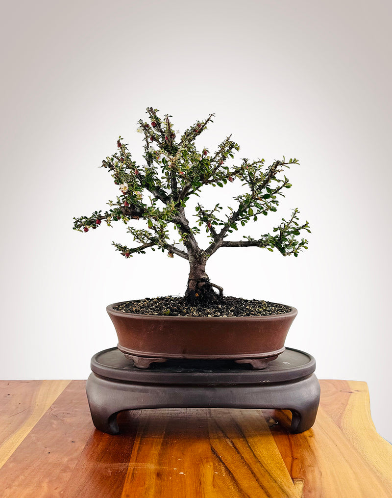 Cotoneaster (CT2501002)