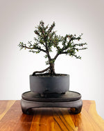 Cotoneaster (CT2501003) - MiniGardens Bonsai New Zealand
