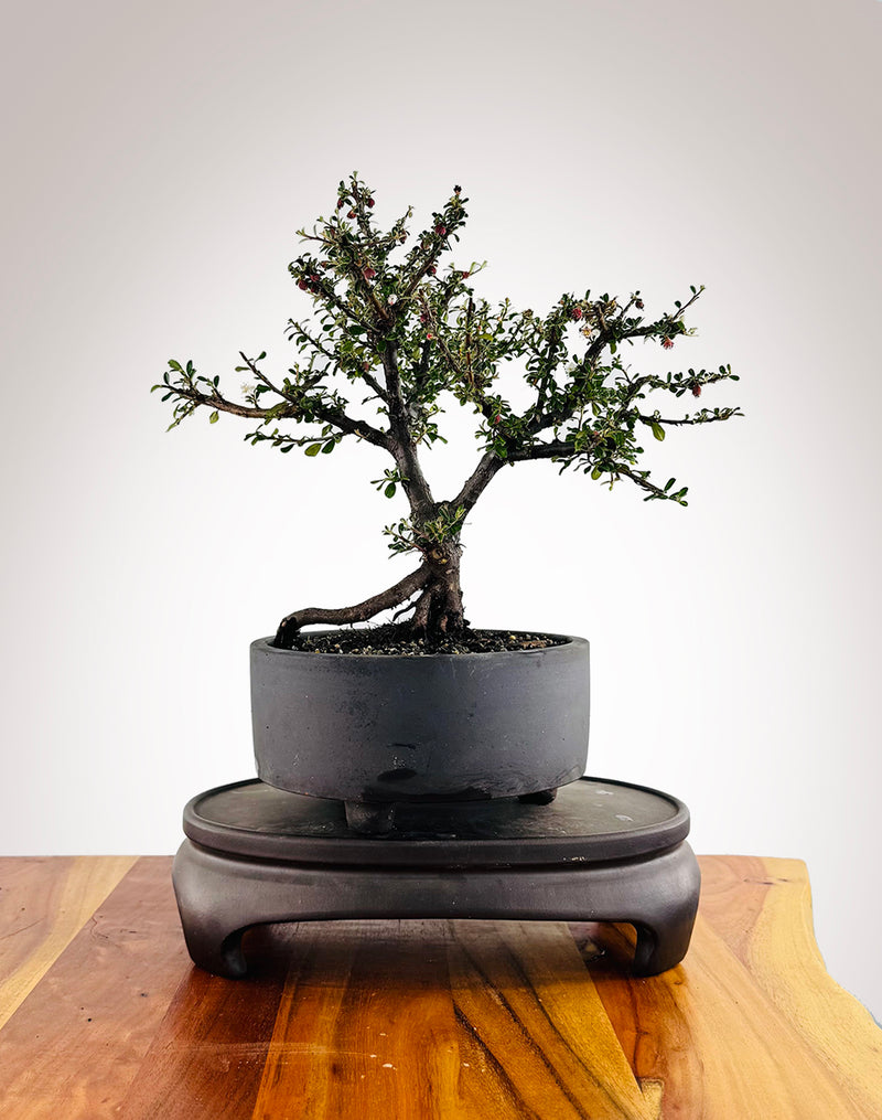 Cotoneaster (CT2501003) - MiniGardens Bonsai New Zealand