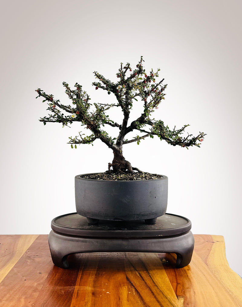 Cotoneaster (CT2501004)