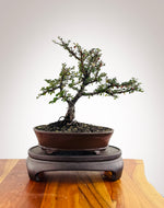 Cotoneaster (CT2501007)