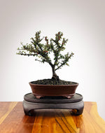 Cotoneaster (CT2501008)