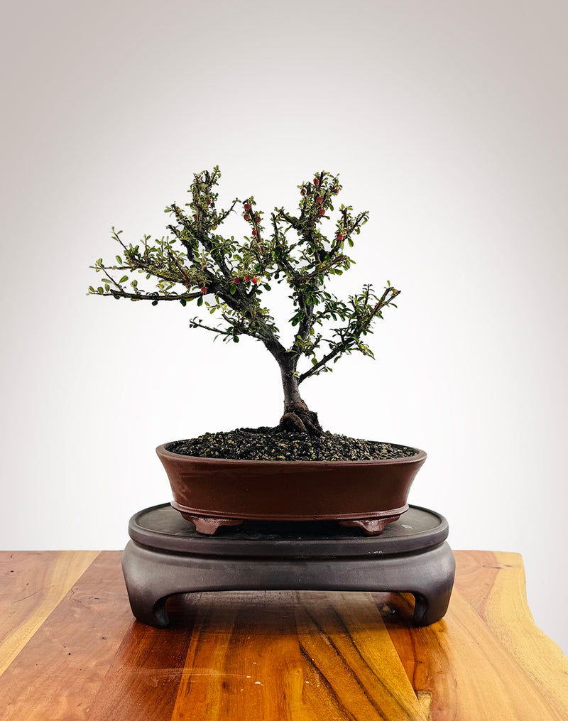 Cotoneaster (CT2501008)