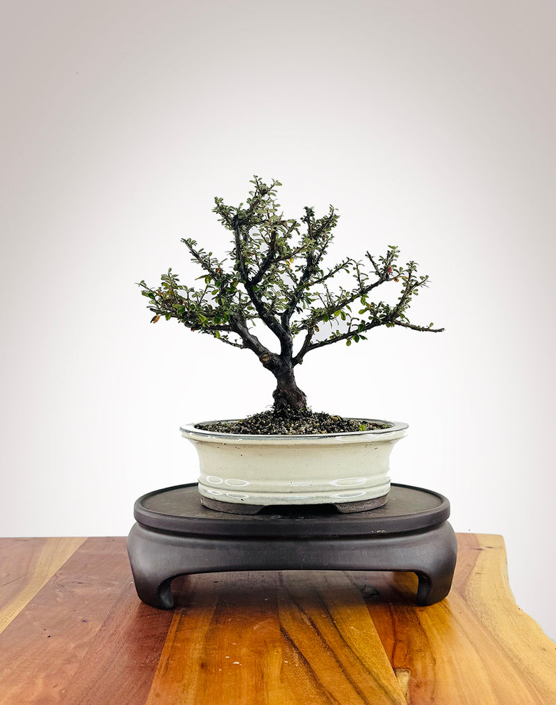 Cotoneaster (CT2504001)