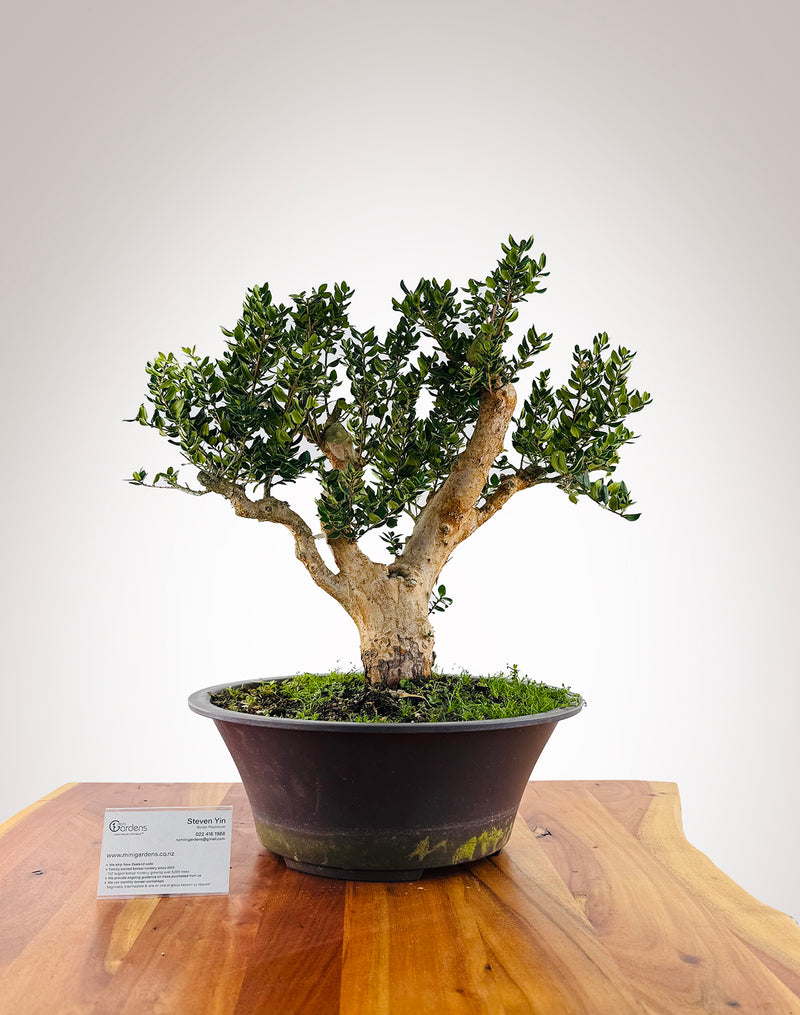 Chilean Myrtle