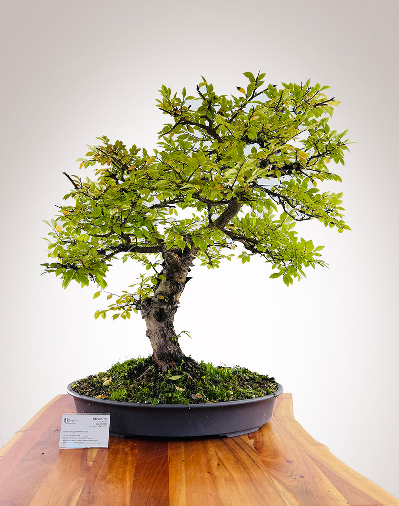 Lacebark Chinese Elm