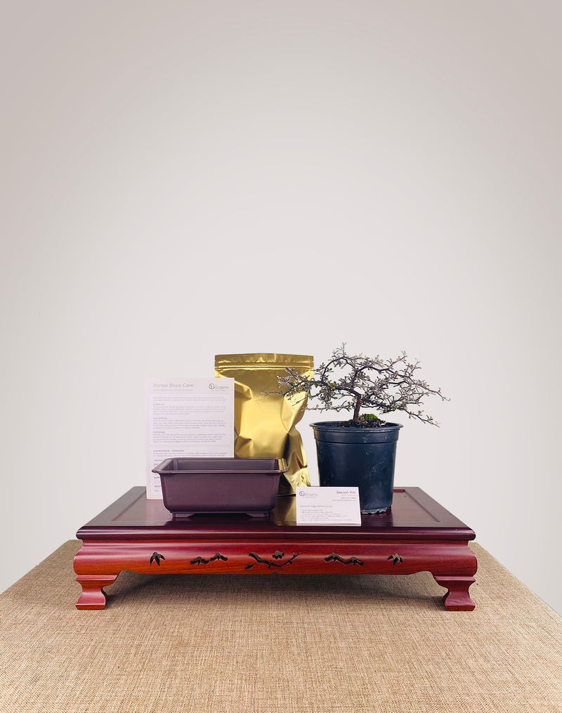 Corokia DIY KIT (Exclude Tools & Wires)