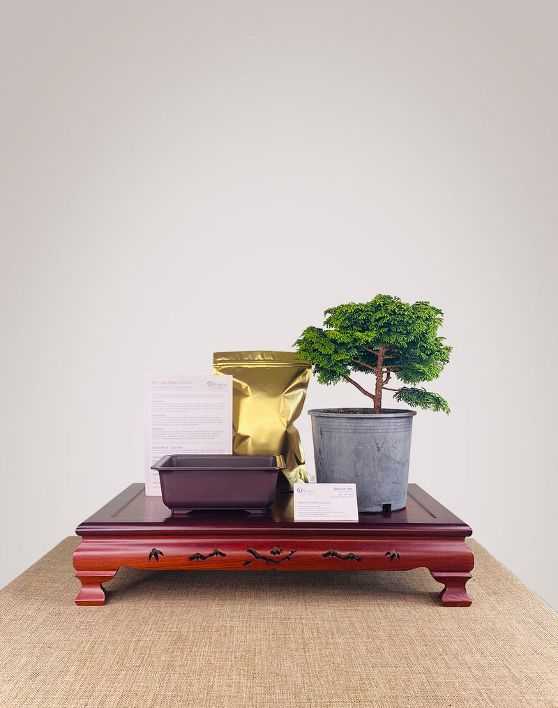 Japanese Cypress DIY KIT (Exclude Tools & Wires)