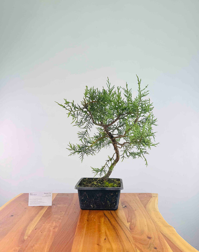 Himalayan Cypress - MiniGardens Bonsai New Zealand