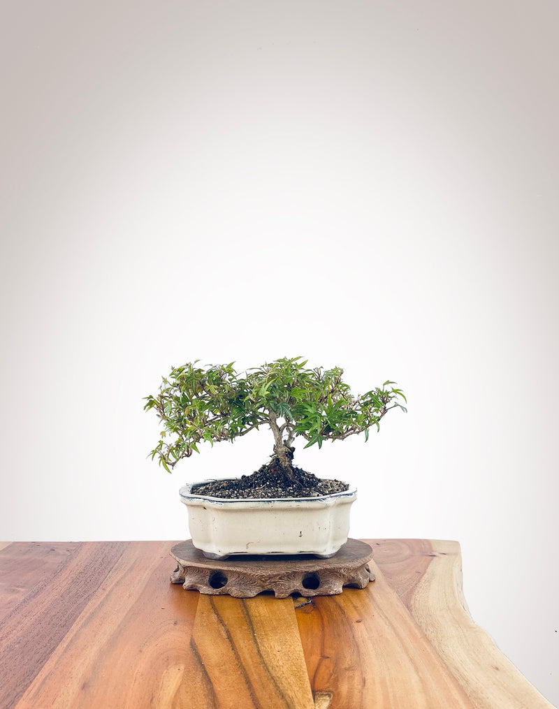 English Ivy (EI2310001)