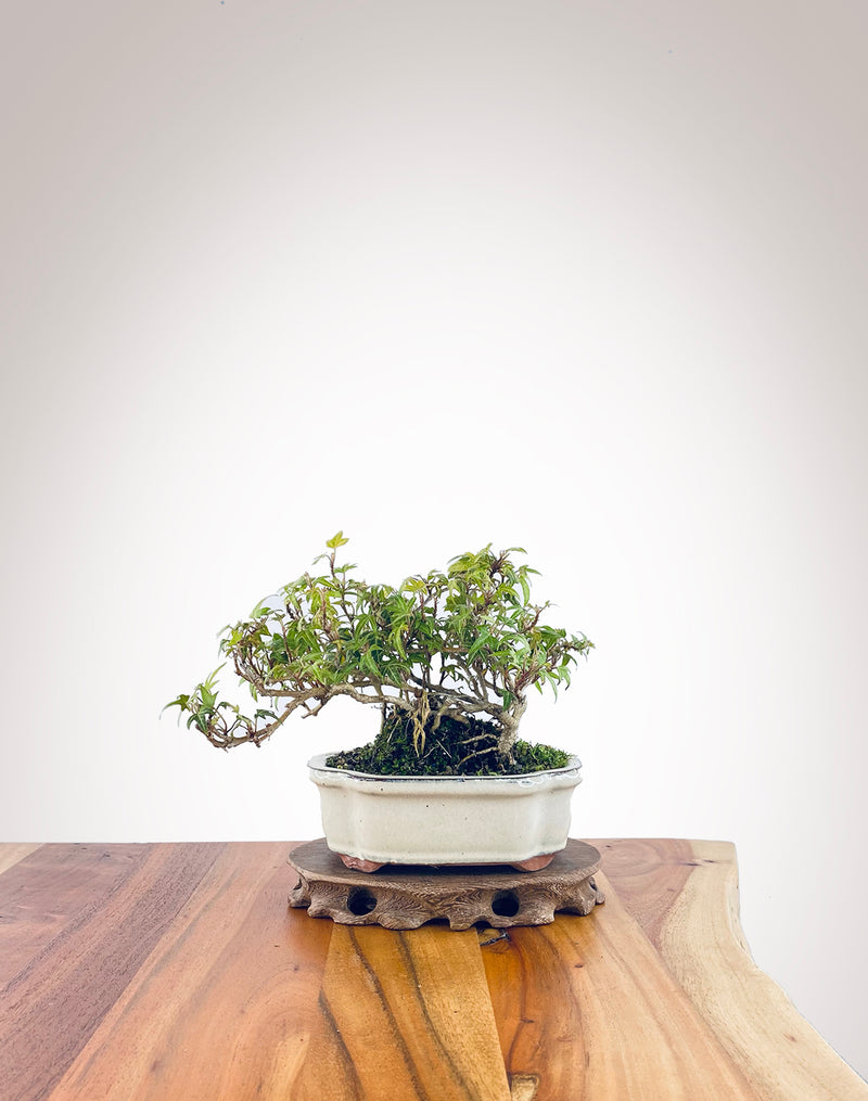 English Ivy (EI2310002)