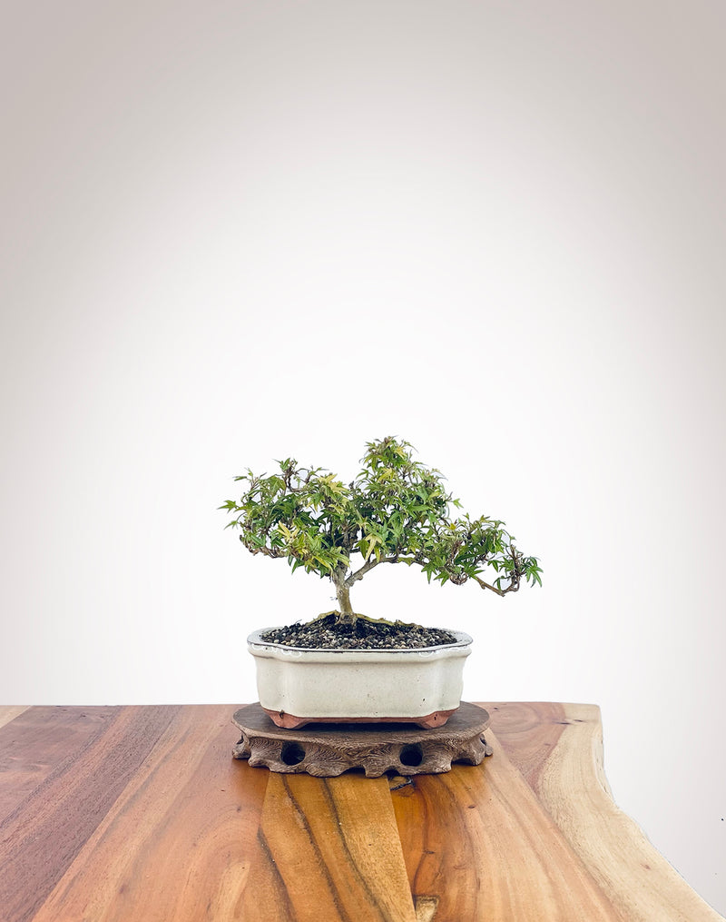 English Ivy (EI2310003)