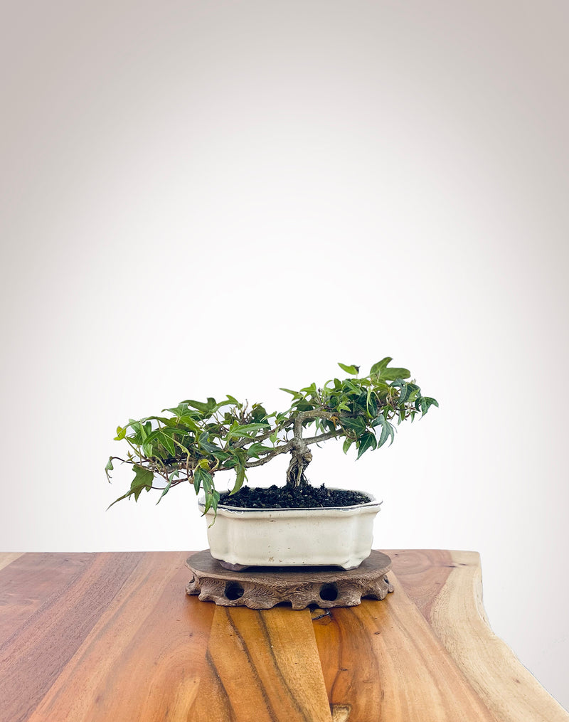 English Ivy (EI2310004)