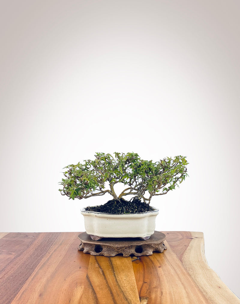 English Ivy (EI2310005)