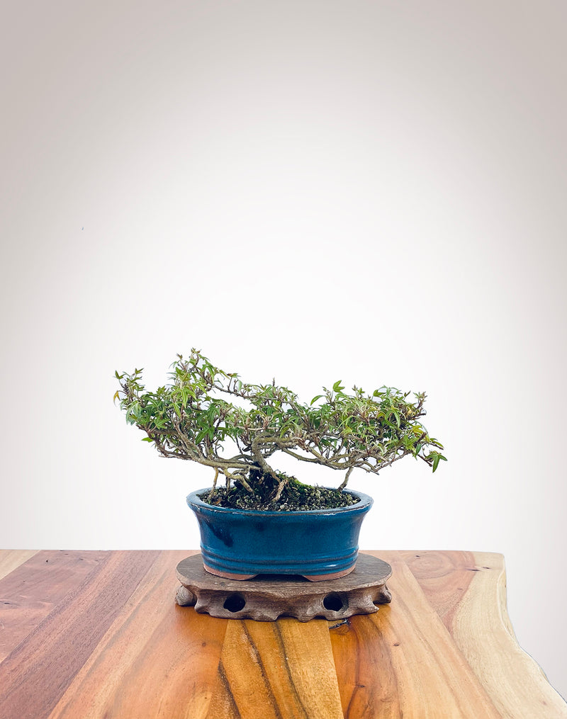 English Ivy (EI2311001)