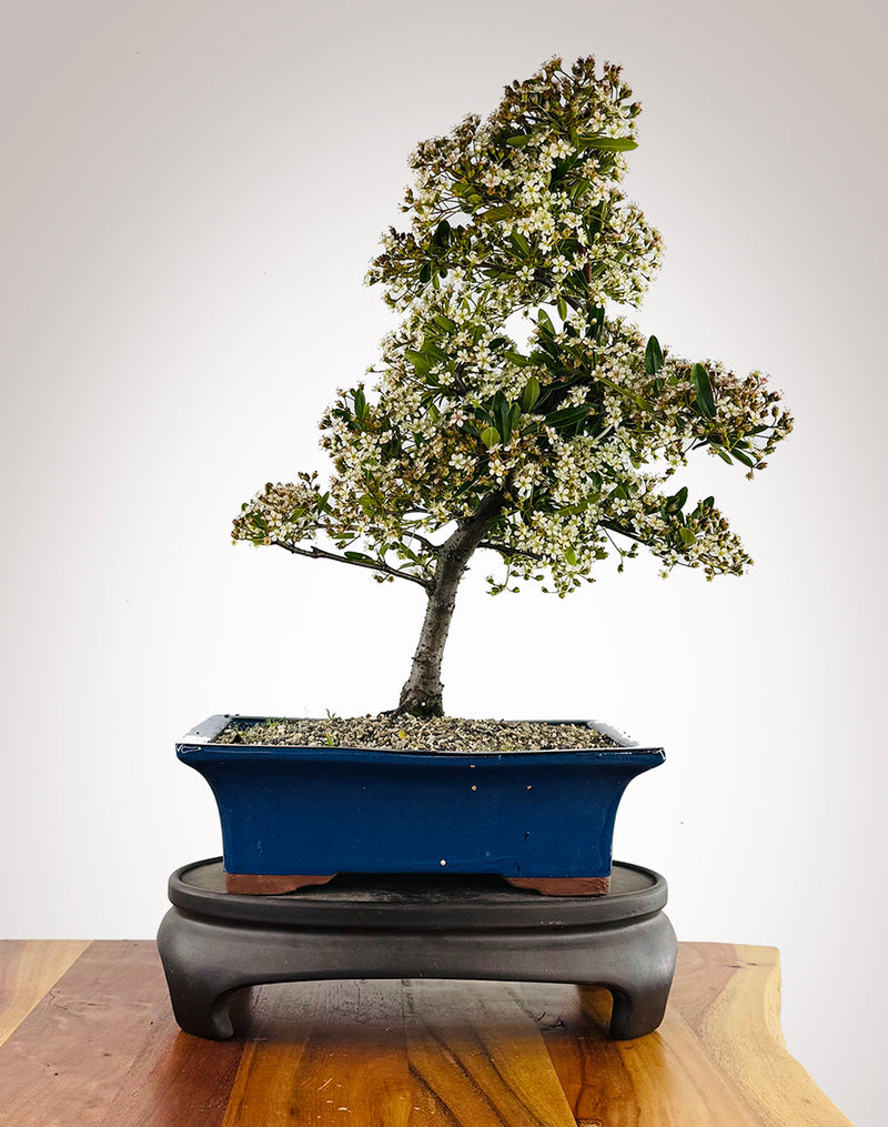 Firethorn (FT2511001)