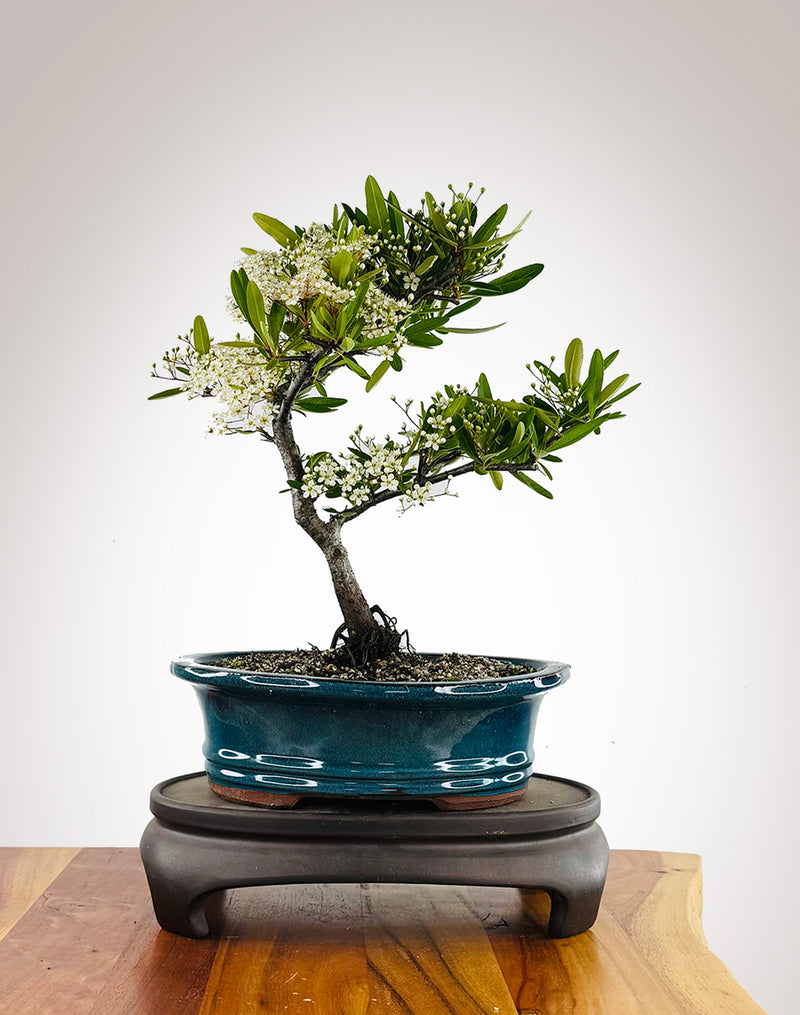 Firethorn (FT2511004)