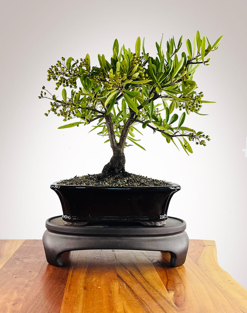 Firethorn (FT2602001)