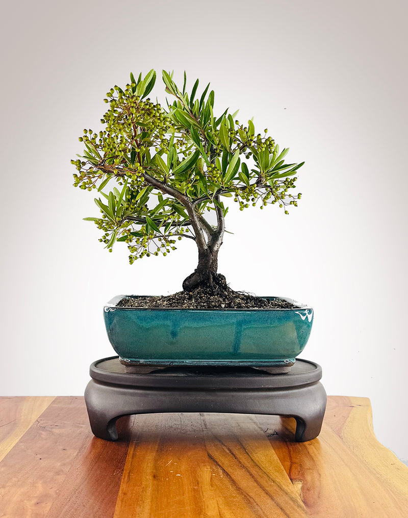 Firethorn (FT2602003)